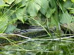 FZ007889 Jumping Marsh frogs (Pelophylax ridibundus) from ledge.jpg